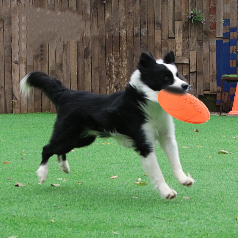 Interaktives Silikon-Flugunter – Flying Disc Dog Training Toy Bewertung und Preis