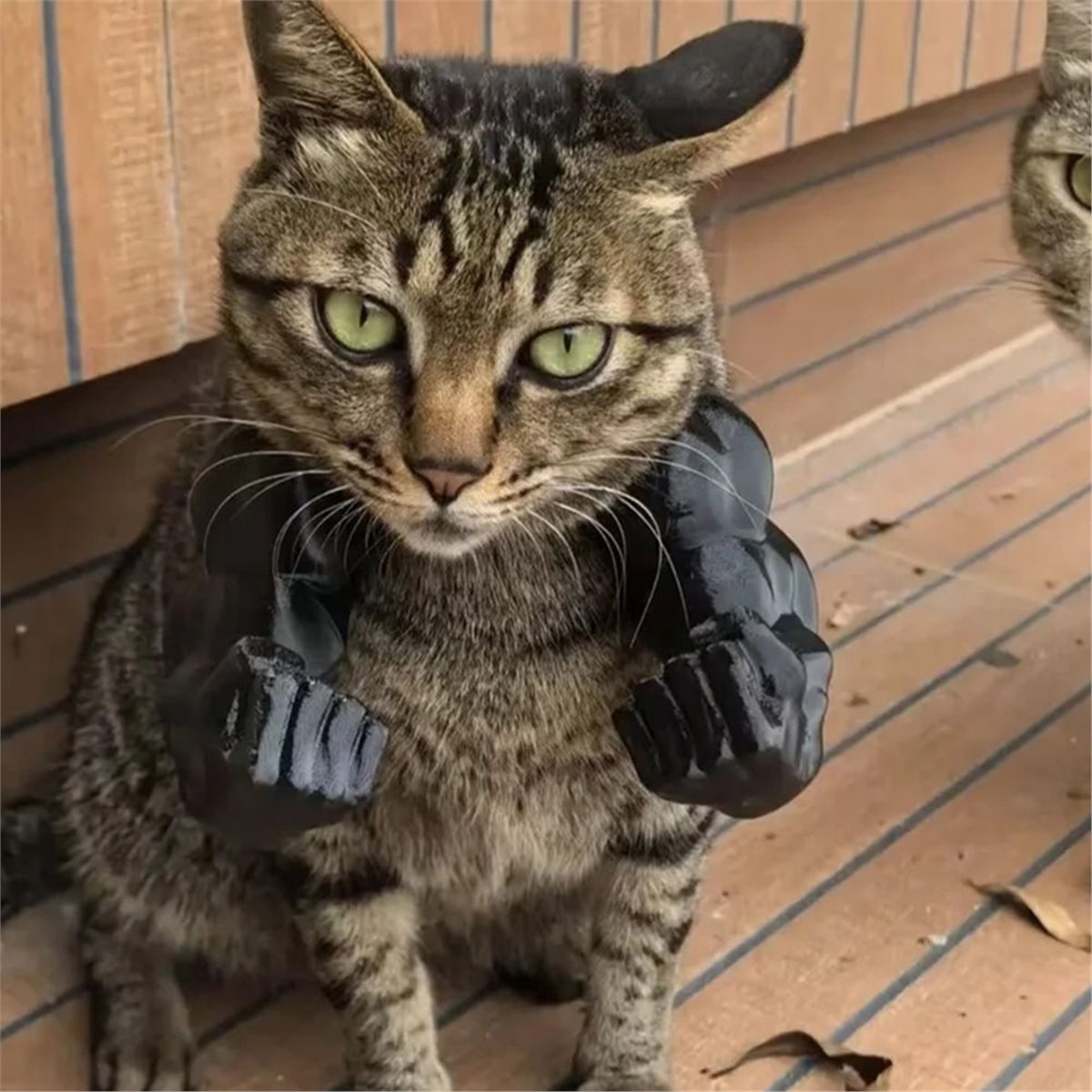 NEU Katzen-Muskelarm-Anhänger, – Cat Toys Bewertung und Preis